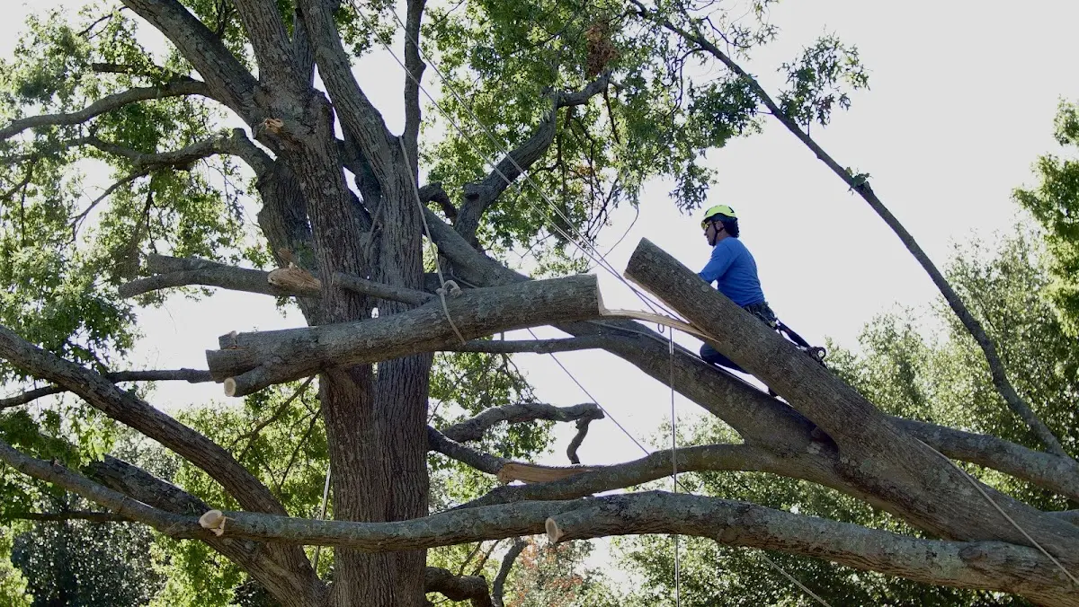 Professional Crown Thinning performed by certified arborists in Amston